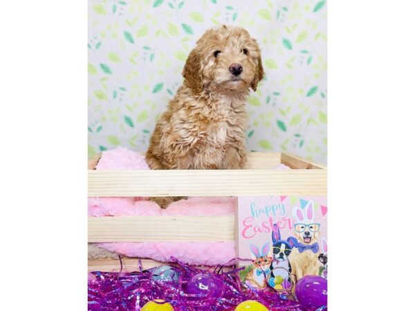 Mini Goldendoodle DOG Female Light Golden 16221 Petland Fairfield, Ohio