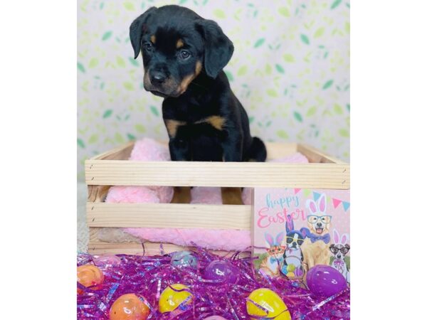 Rottweiler DOG Female Black and Tan 16220 Petland Fairfield, Ohio