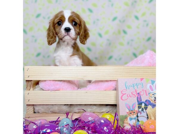 Cavalier King Charles Spaniel DOG Male Blenheim 16218 Petland Fairfield, Ohio