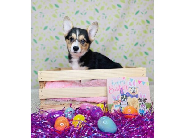 Pembroke Welsh Corgi DOG Male Black Tan / White 16215 Petland Fairfield, Ohio