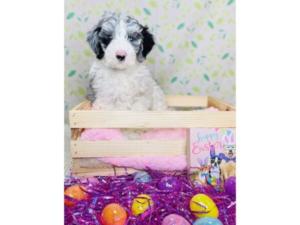 Mini Sheepadoodle-DOG-Female-Blue Merle / White-16213-Petland Fairfield, Ohio