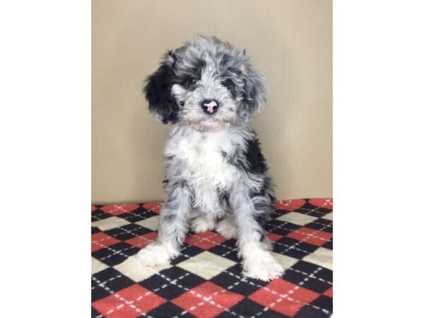 Mini Sheepadoodle-DOG-Female-Blue Merle-16243-Petland Fairfield, Ohio