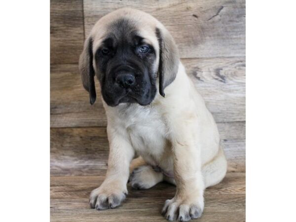 Mastiff DOG Male Fawn 16241 Petland Fairfield, Ohio