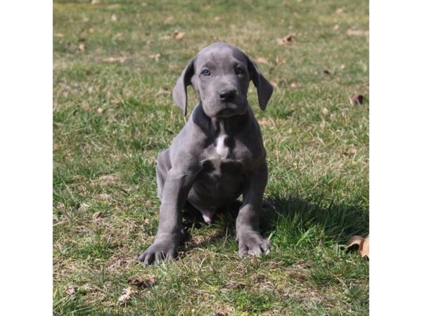 Great Dane DOG Male Blue 16236 Petland Fairfield, Ohio