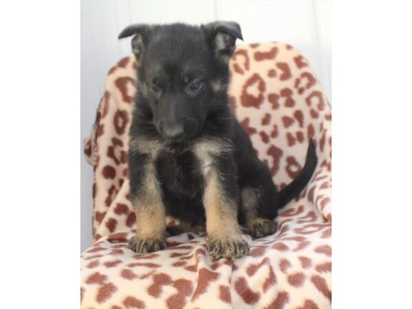 German Shepherd Dog DOG Female Black/Tan 16239 Petland Fairfield, Ohio