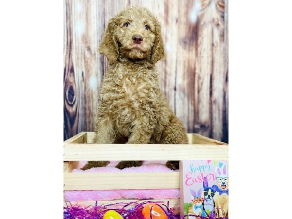 Poodle/Goldendoodle-DOG-Male-Chocolate-16238-Petland Fairfield, Ohio