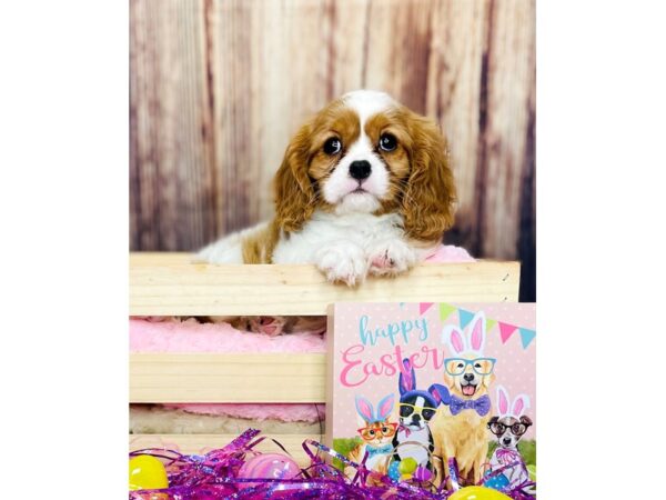 Cavalier King Charles Spaniel DOG Female Blenheim 16229 Petland Fairfield, Ohio