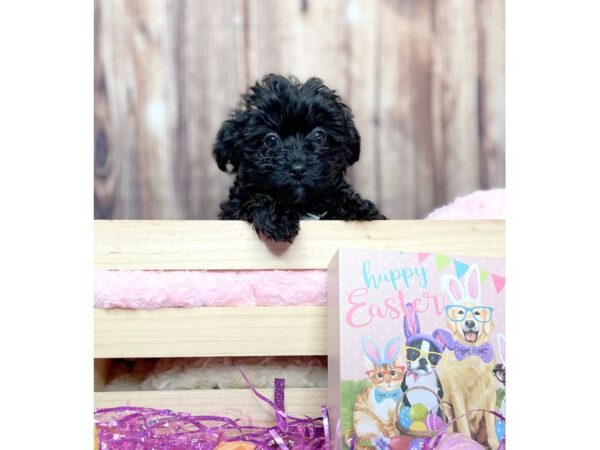 Yorkiepoo-DOG-Male-Black & White-16226-Petland Fairfield, Ohio