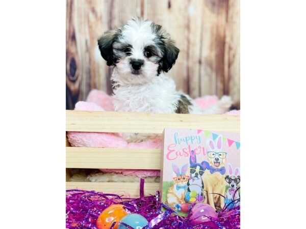 Havanese DOG Male Brown/White 16225 Petland Fairfield, Ohio