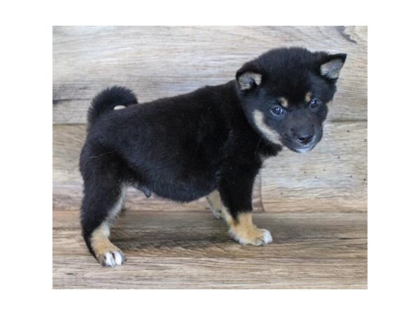 Shiba Inu DOG Male Black / Tan 16249 Petland Fairfield, Ohio