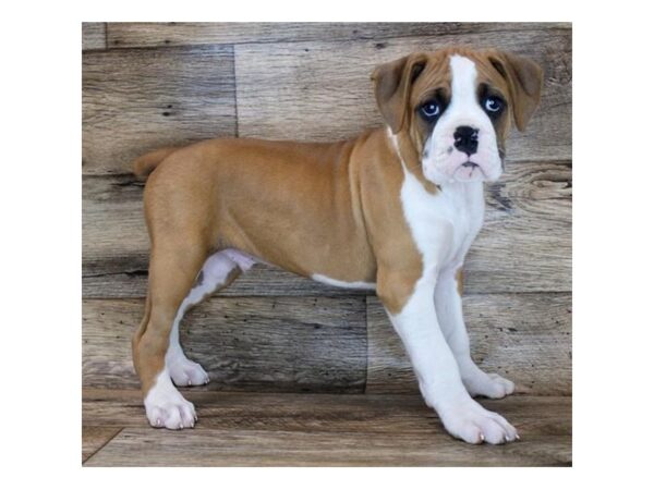 Boxer DOG Male Fawn / White 16251 Petland Fairfield, Ohio