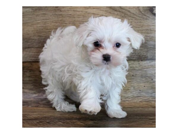 Maltese DOG Female White 16250 Petland Fairfield, Ohio