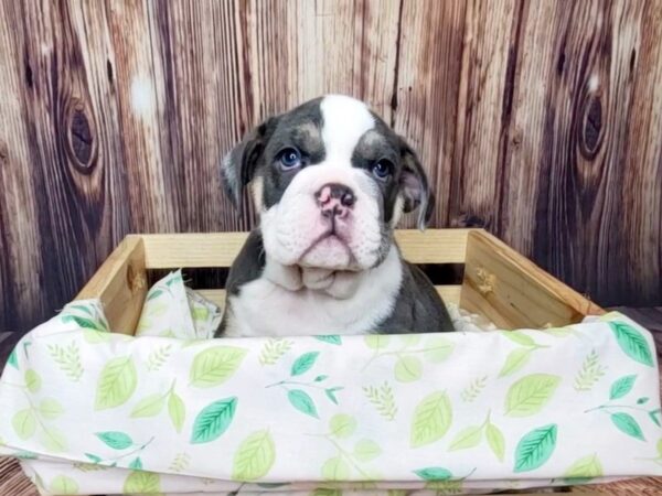 English Bulldog DOG Male Lilac Tri 16253 Petland Fairfield, Ohio