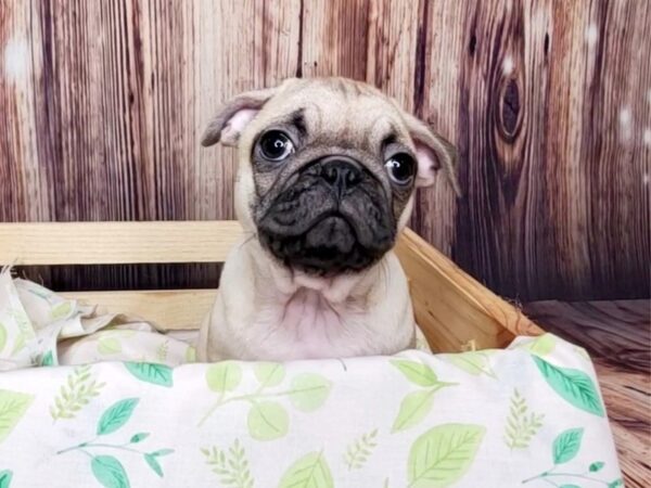 French Bulldog/Pug-DOG-Female-Fawn-16252-Petland Fairfield, Ohio