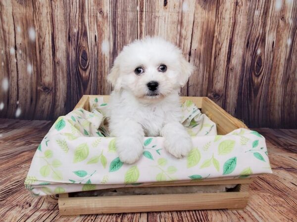 Shichon-DOG-Male-Cream/White-16247-Petland Fairfield, Ohio