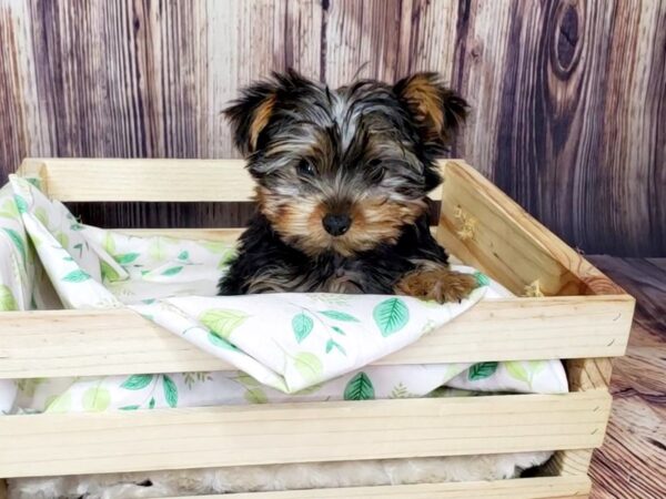 Yorkshire Terrier DOG Female Black and Tan 16240 Petland Fairfield, Ohio