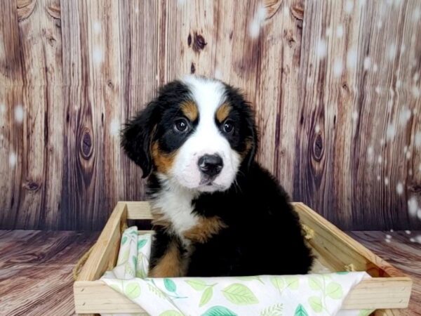 Bernese Mountain Dog DOG Male Black Tri 16224 Petland Fairfield, Ohio