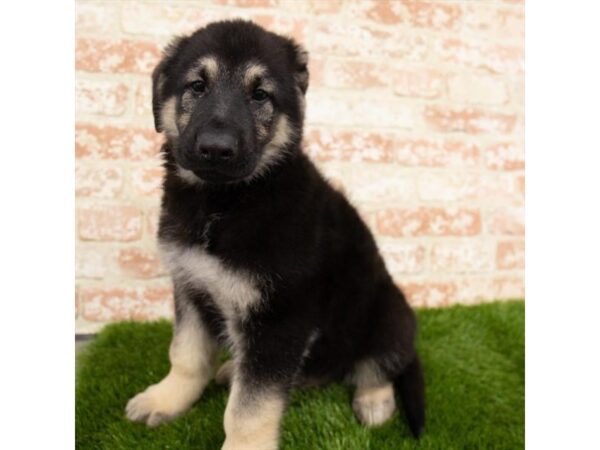 German Shepherd Dog DOG Male Black / Tan 16256 Petland Fairfield, Ohio