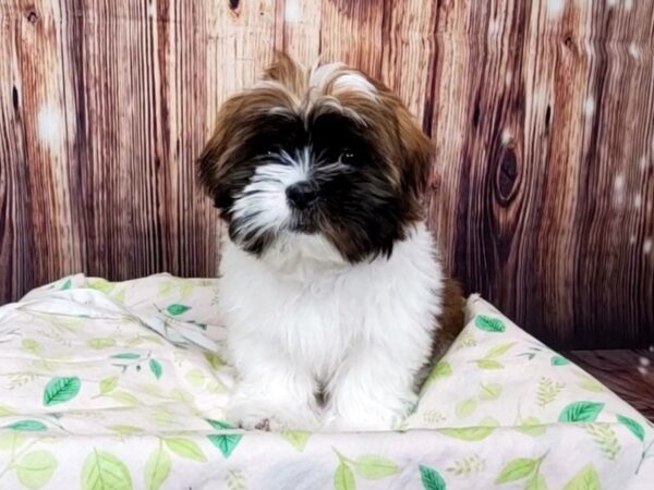 Teddy Bear DOG Female Brown / White 16206 Petland Fairfield, Ohio