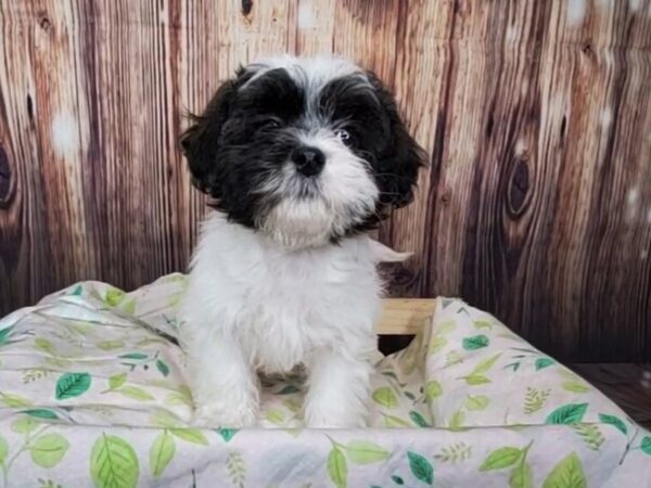 Teddy Bear DOG Female Black / White 16233 Petland Fairfield, Ohio