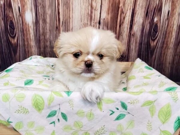 Pekingese DOG Female CREAM & WHITE 16246 Petland Fairfield, Ohio