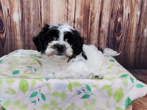 Shichon-DOG-Female-Black/White-16248-Petland Fairfield, Ohio