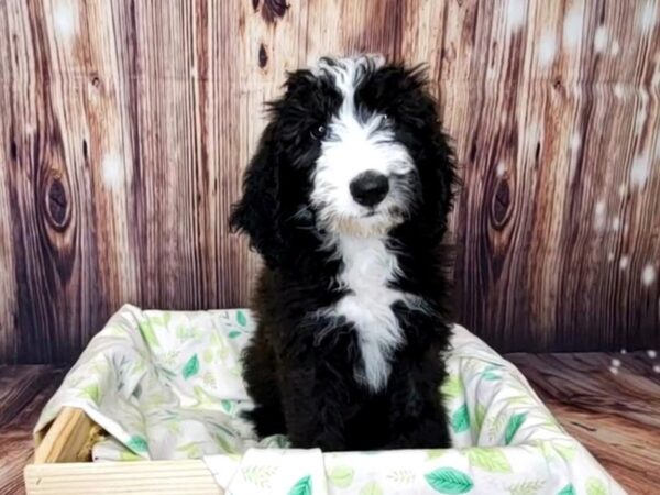 Sheepadoodle DOG Male Black 16255 Petland Fairfield, Ohio