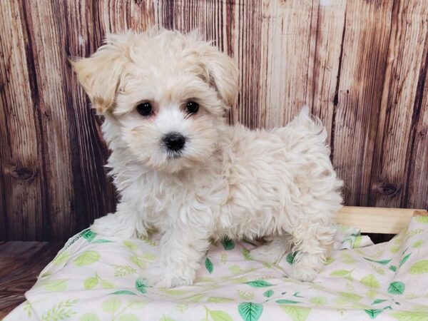 Malti Poo-DOG-Male-CREAM & WHITE-16257-Petland Fairfield, Ohio