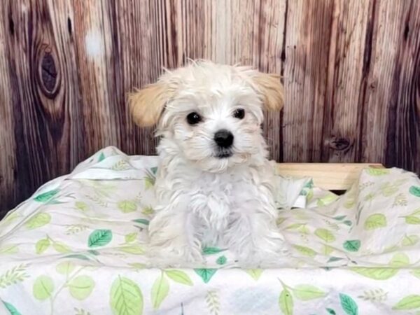 Malti Poo-DOG-Female-CREAM & WHITE-16258-Petland Fairfield, Ohio