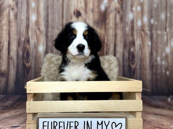 Bernese Mountain Dog DOG Male Black Tri 16259 Petland Fairfield, Ohio