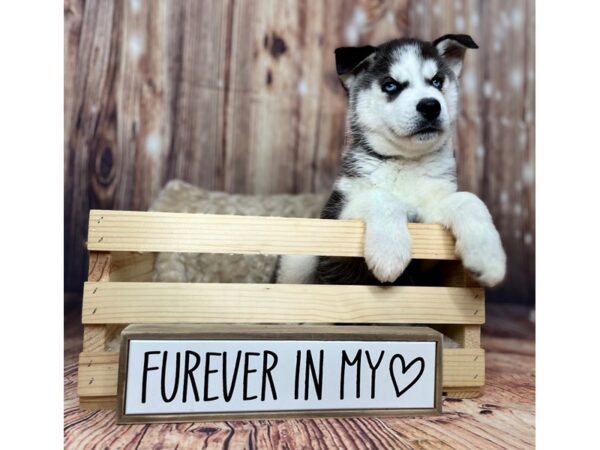 Siberian Husky DOG Male Black & White 16260 Petland Fairfield, Ohio