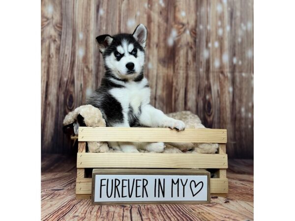 Siberian Husky DOG Female Black & White 16261 Petland Fairfield, Ohio