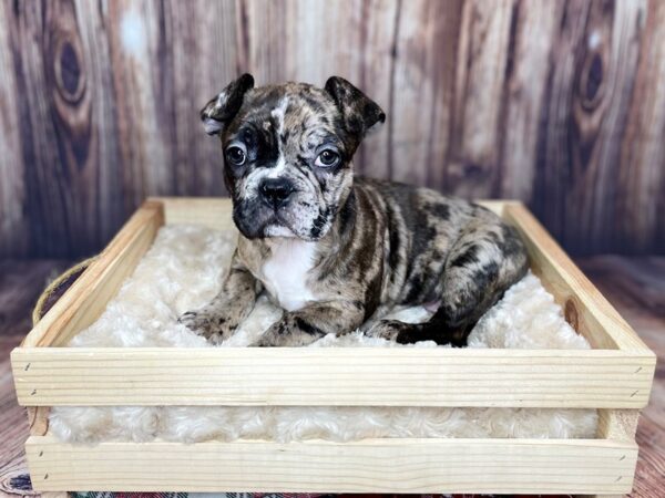 Frenchton DOG Male Chocolate Merle 16262 Petland Fairfield, Ohio