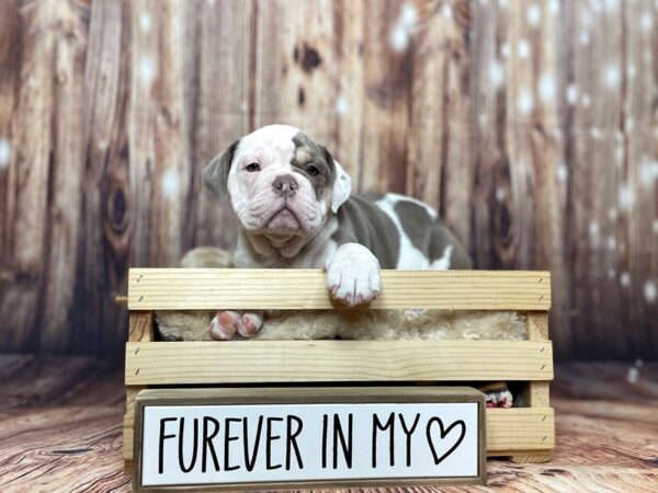 Old English Bulldog-DOG-Female-Lilac Tri-16263-Petland Fairfield, Ohio