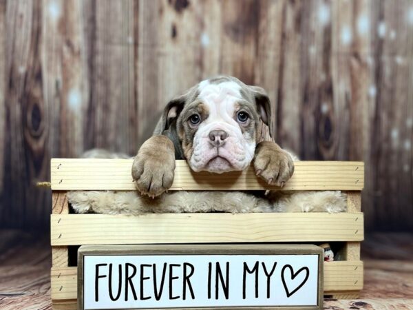 Old English Bulldog-DOG-Male-Lilac Tri-16264-Petland Fairfield, Ohio