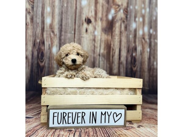 Bichapoo-DOG-Male-Red-16265-Petland Fairfield, Ohio