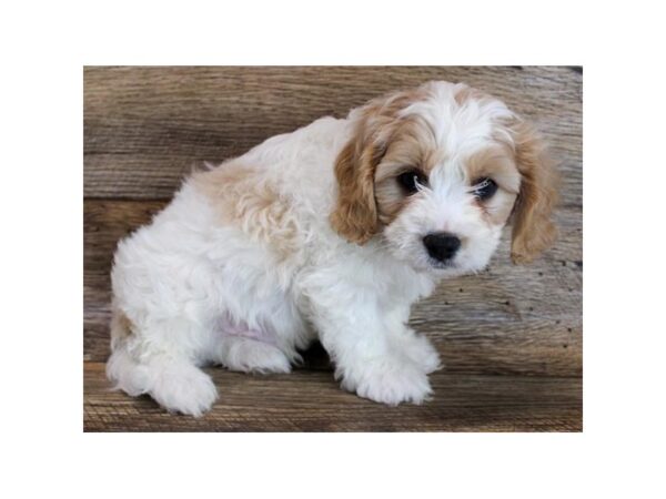 Cavachon-DOG-Female-Blenheim-16274-Petland Fairfield, Ohio