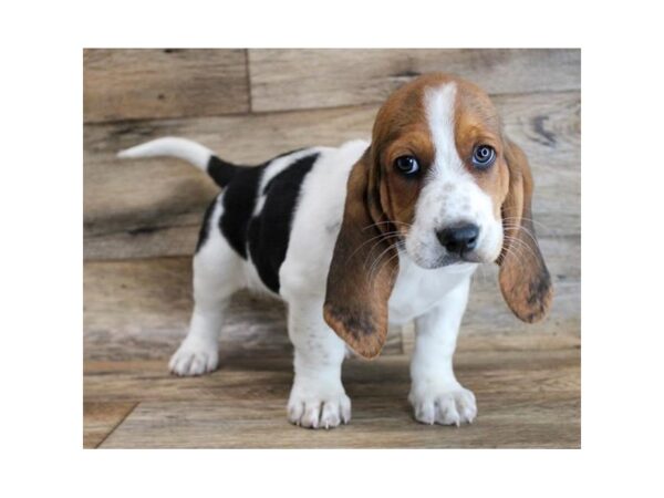 Basset Hound DOG Male Black White / Tan 16273 Petland Fairfield, Ohio