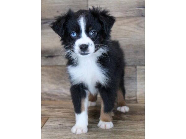 Miniature Australian Shepherd DOG Male Black White / Tan 16271 Petland Fairfield, Ohio