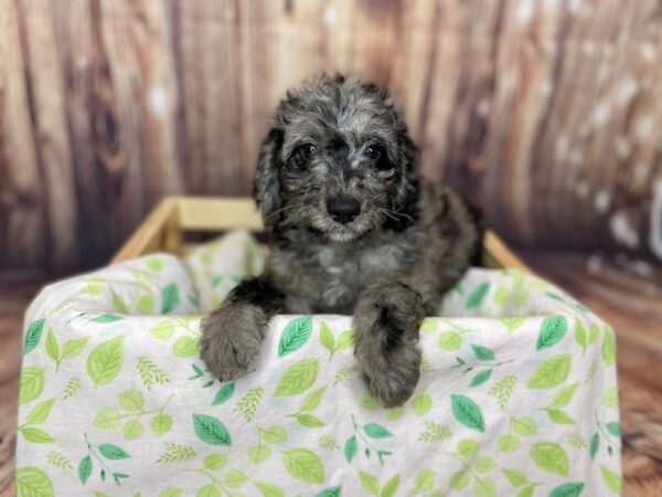 F3 B Goldendoodle-DOG-Female-Merle-16269-Petland Fairfield, Ohio