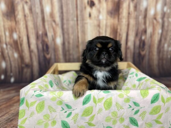 Pekingese DOG Male Black and Tan 16267 Petland Fairfield, Ohio