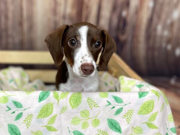 Dachshund DOG Male Chocolate / Tan 16208 Petland Fairfield, Ohio