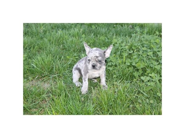 French Bulldog-DOG-Male-Blue Merle-16289-Petland Fairfield, Ohio