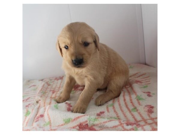 Golden Retriever DOG Male Light Golden 16290 Petland Fairfield, Ohio