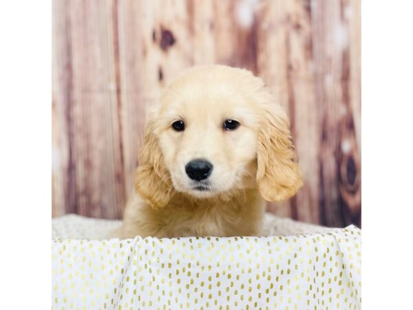 Golden Retriever DOG Female Light Golden 16276 Petland Fairfield, Ohio