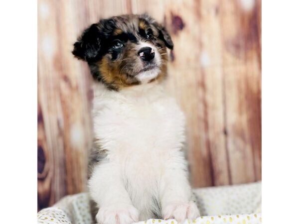 Border Aussie-DOG-Female-Blue Merle & White-16277-Petland Fairfield, Ohio