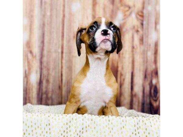 Boxer DOG Female Fawn White 16278 Petland Fairfield, Ohio