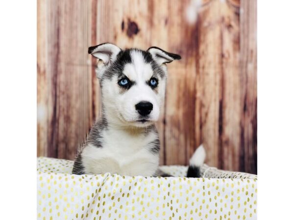 Siberian Husky DOG Female Black & White 16279 Petland Fairfield, Ohio