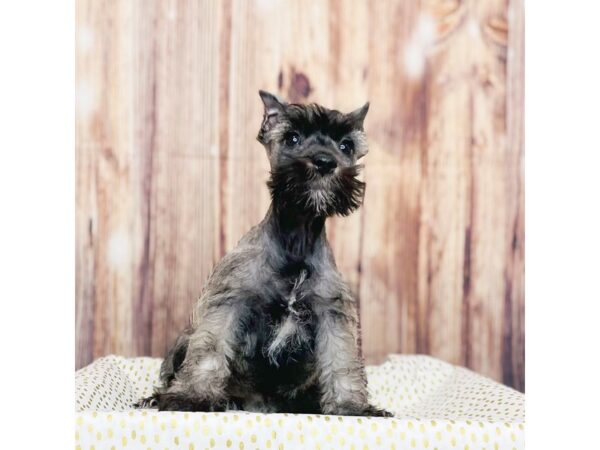 Miniature Schnauzer DOG Female SALT PEPPER 16280 Petland Fairfield, Ohio