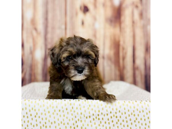 Aussie Poo-DOG-Male-Brown wh-16281-Petland Fairfield, Ohio